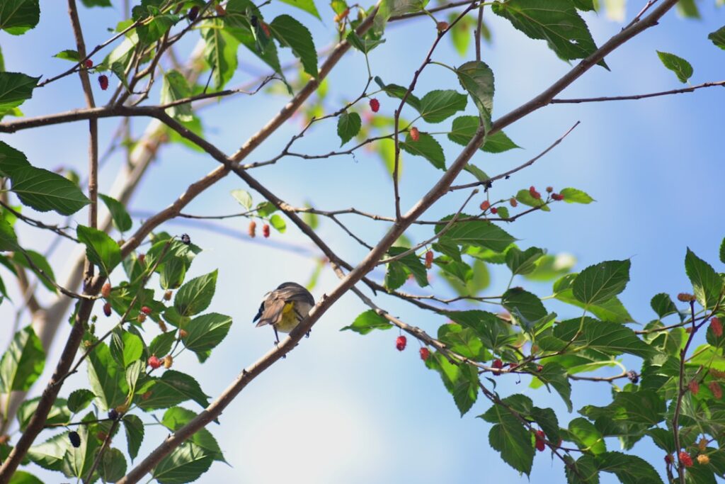 Photo Mulberry tree